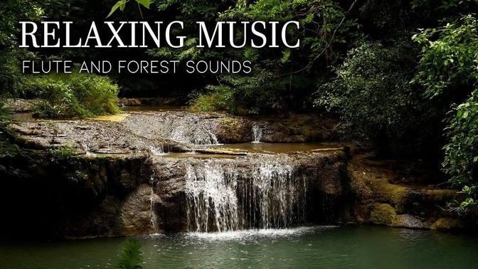 Relaxing Music with Flute and Forest Sounds - Refresh the Mind, Find ...