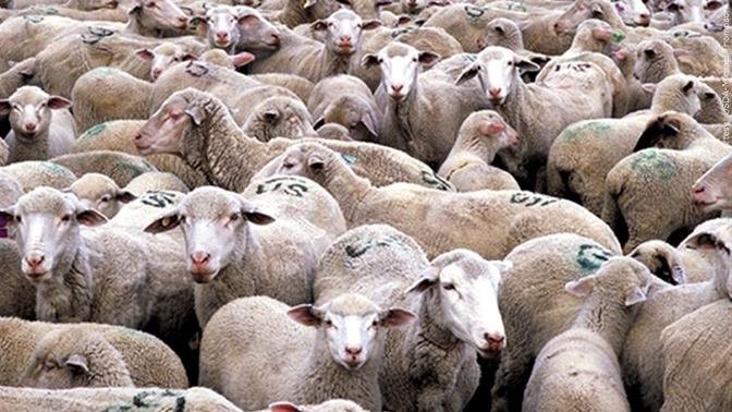 Montana Man Pleads Guilty to Cloning Hybrid Sheep | Articles | Newsnet ...