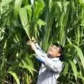 Hà Văn Hải Grass
