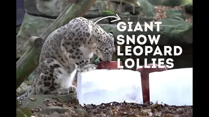 SNOW LEOPARDS vs GIANT ICE LOLLY | World of Animals