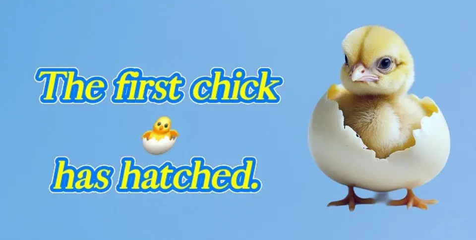 6세 쌍둥이 조지와 윌리엄, 그리고 10세 형이 처음으로 병아리🐣가 부화하는 것을 본 대화:  조지: "봐, 봐! 알이 움직여!
