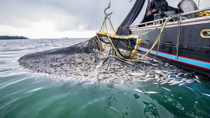 Trawl Net Fishing On The Big Boat - Catch Hundreds Tons Herring At Sea ...