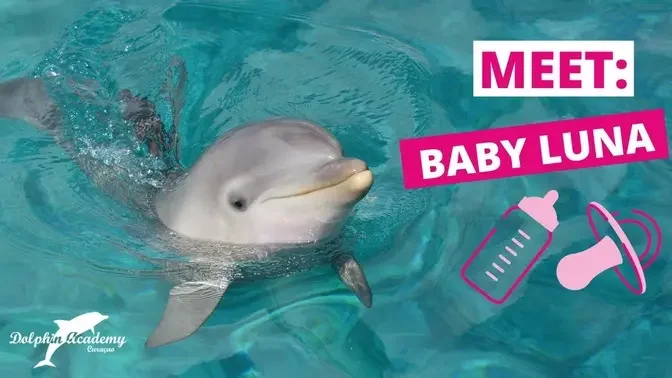 Baby Dolphin Luna's Exciting Adventures #9