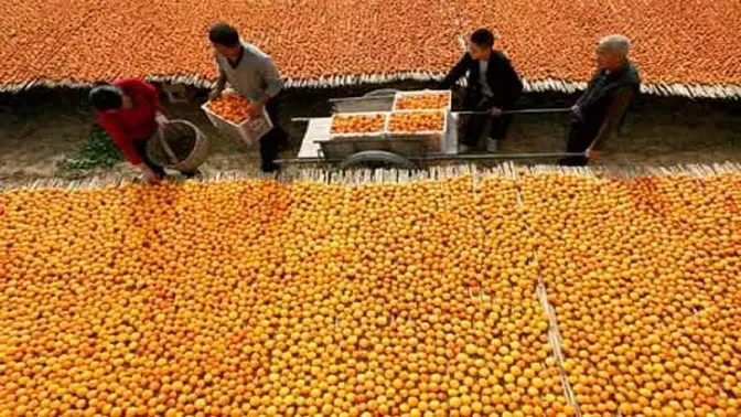 How to Harvest Apricots? Dried Apricots Processing Technology - Apricot Farming & Apricot Harvesting