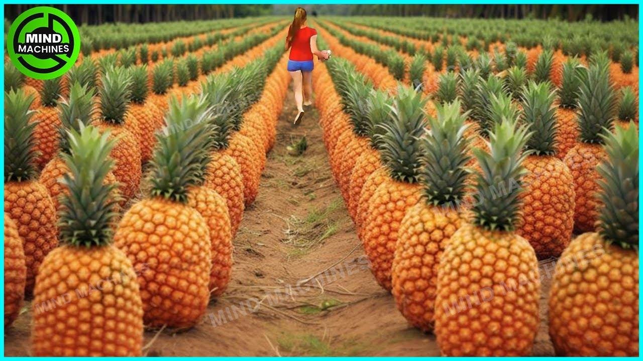 The Most Modern Agriculture Machines That Are At Another Level,How To Harvest Pineapples In Farm▶10