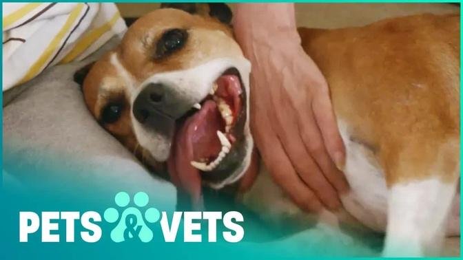 Energetic Dog Saved By The RSPCA | Animal Rescue School | Pets & Vets