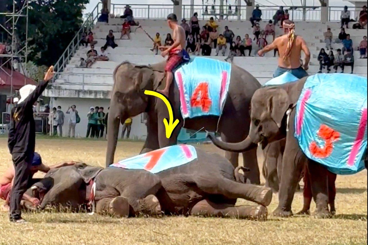 Watch: Playful Elephant Pretends to Faint During Match, Friends Rush to Help — What Happens Next Is Hilarious