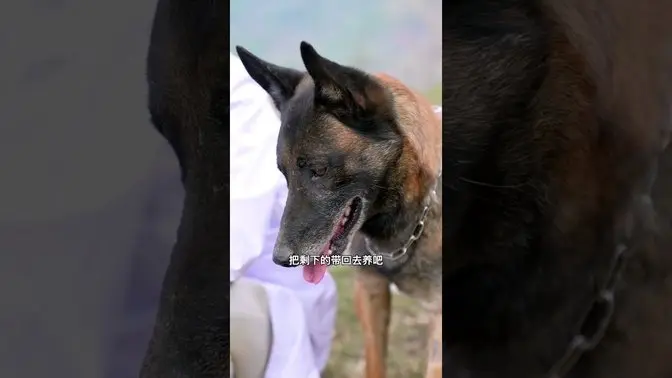 Super Smart and Affectionate Dogs