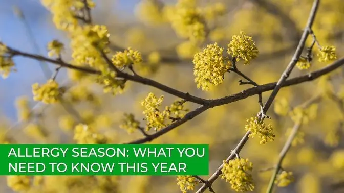 Allergy Season: What You Need to Know This Year