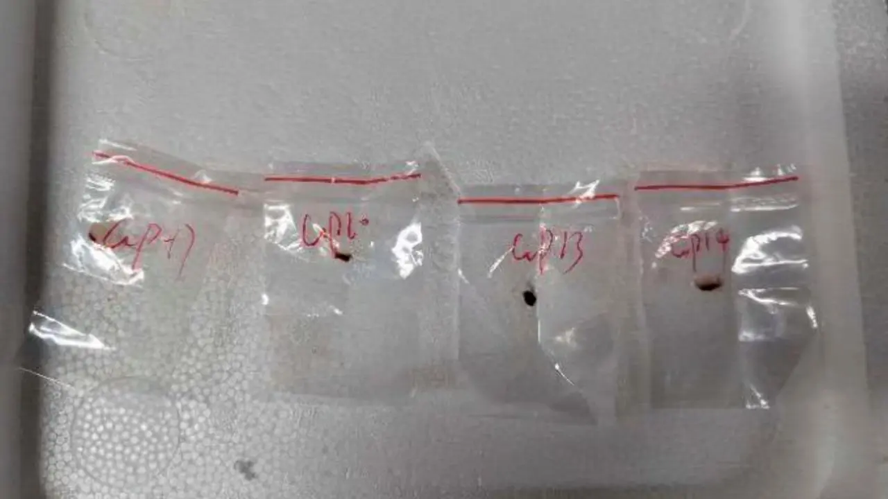 ראש האף.בי.א האמריקני: 2 אזרחים סינים הבריחו לארה"ב פתוגן ביולוגי מסוכן - "נשק אגרו-טרוריסטי"יי