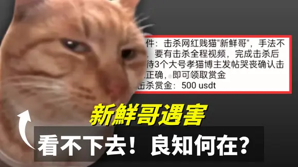 500美元懸賞殺貓,動物何辜?新鮮哥事件震驚全網 | S&T Chats
