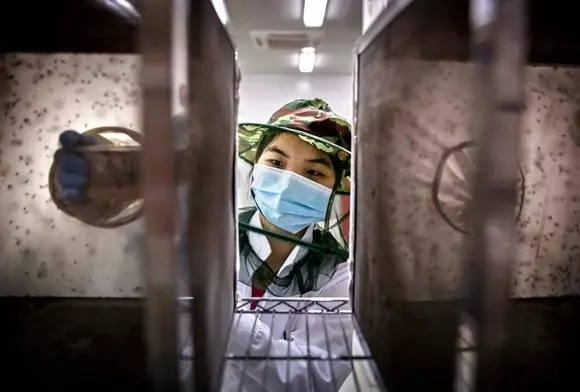 Chikungunya infections in China Spark Concern of Spread from Infected Mosquitoes