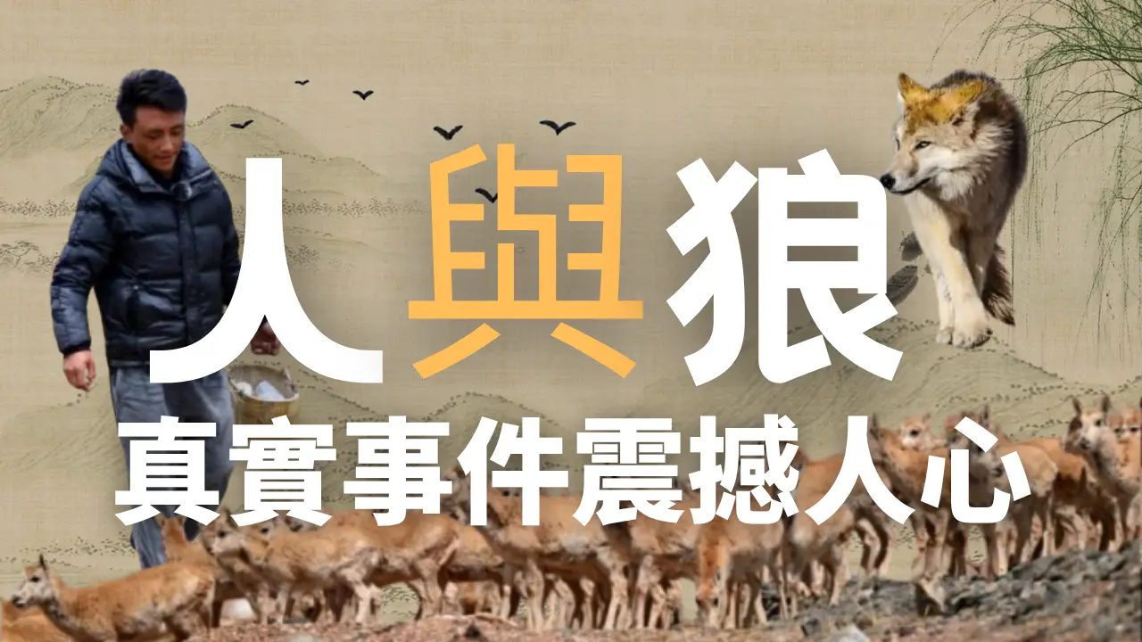 人与狼，有太多的仇恨和猎杀，但也有不多的珍贵暖暖善意